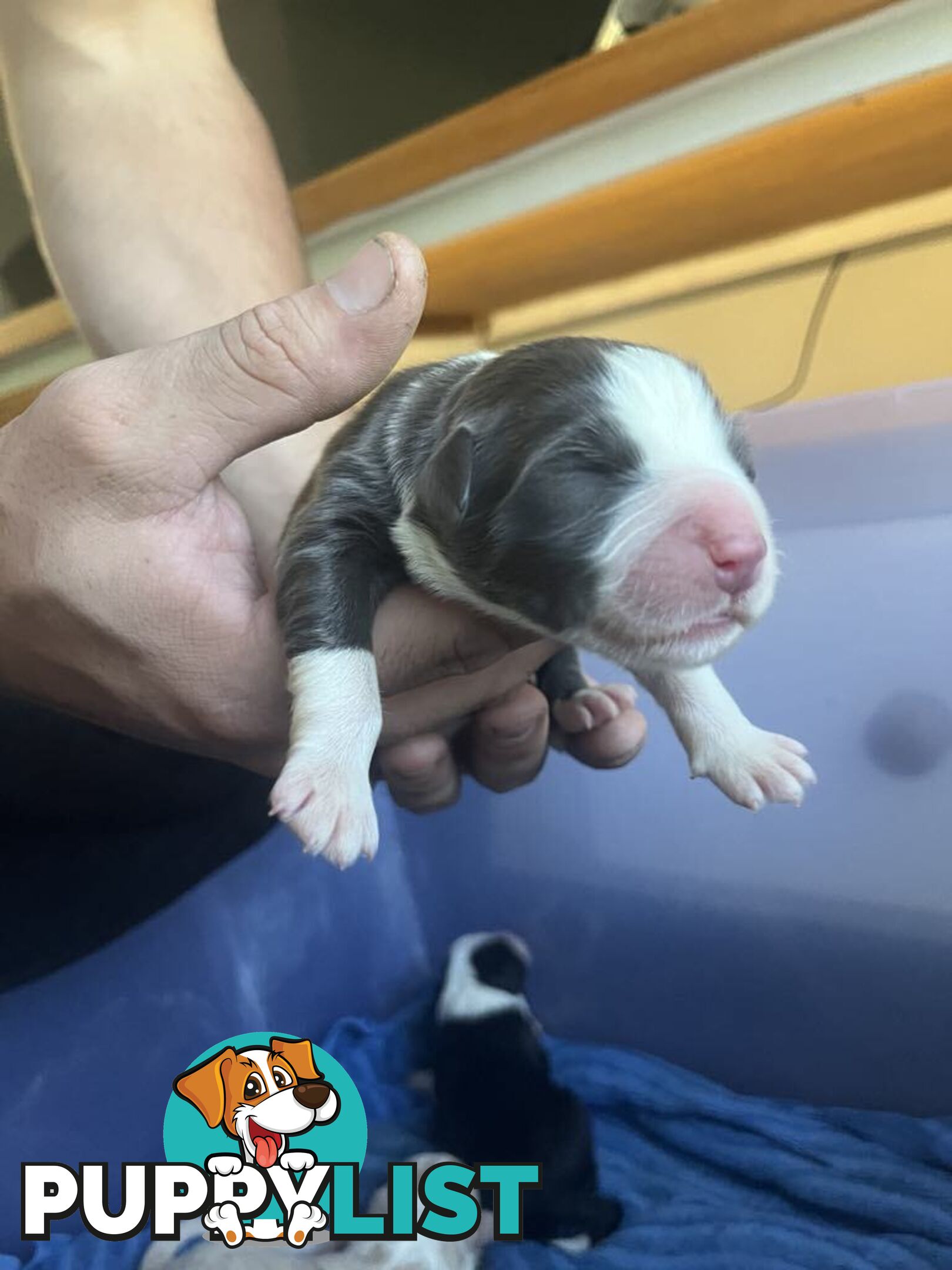 Purebred Bordercollie Puppies