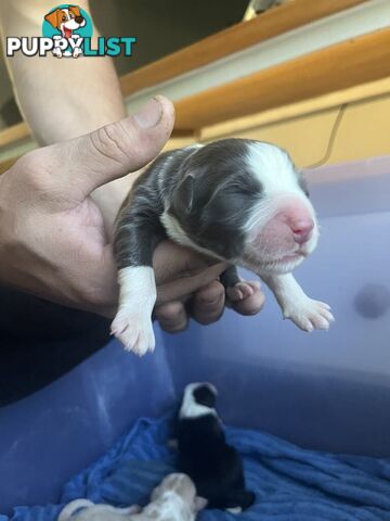 Purebred Bordercollie Puppies