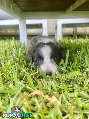 Bordercollie Puppies