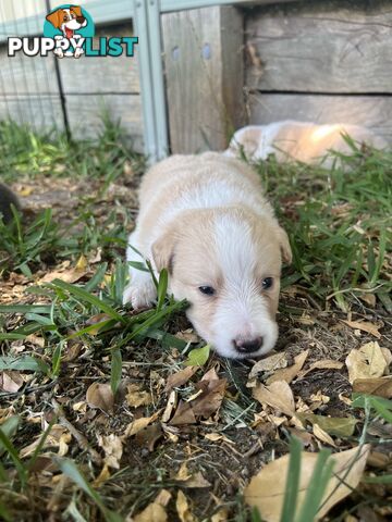 Bordercollie Puppies