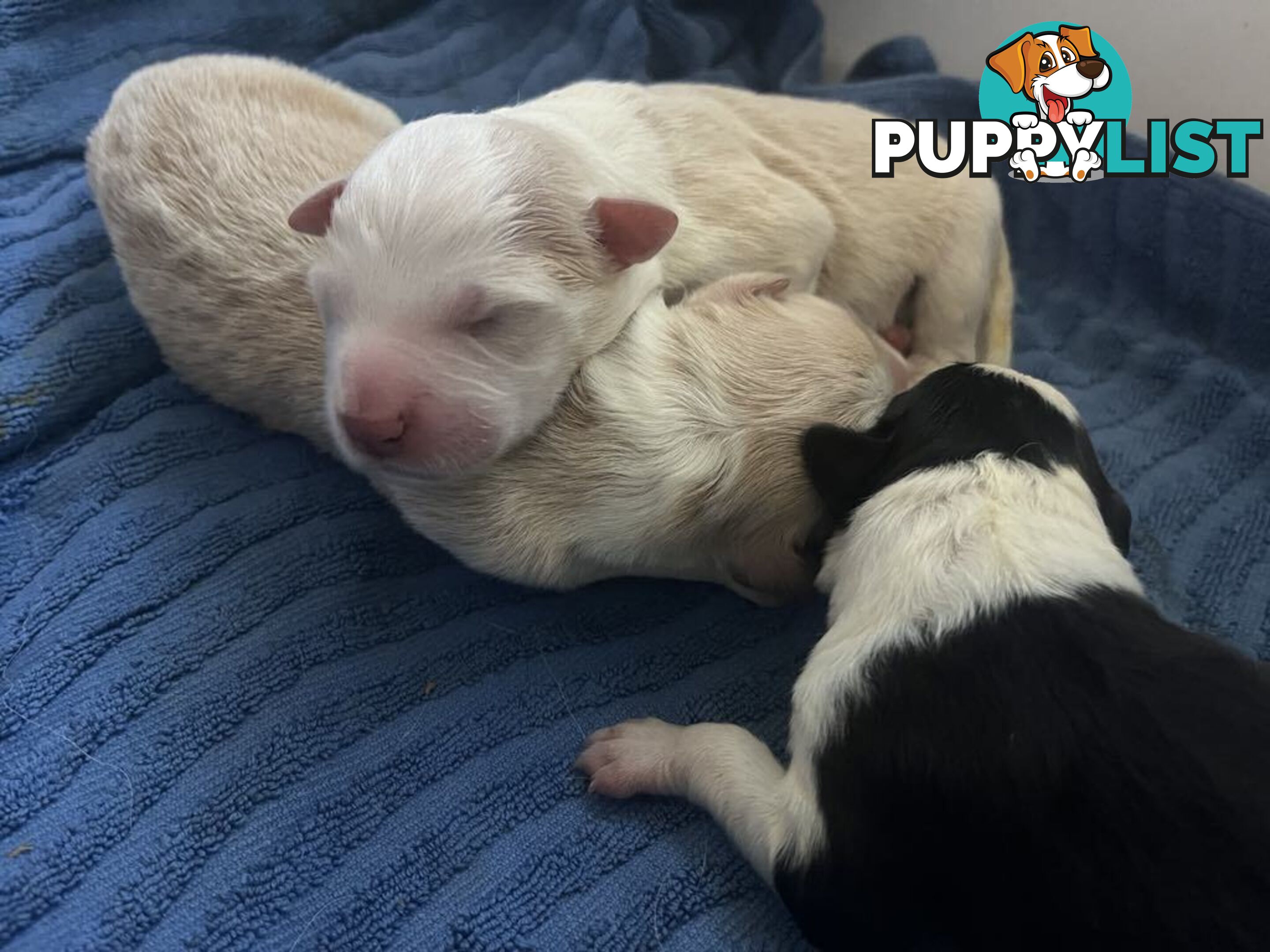 Purebred Bordercollie Puppies