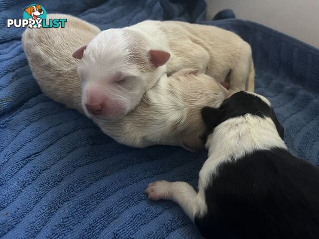 Purebred Bordercollie Puppies