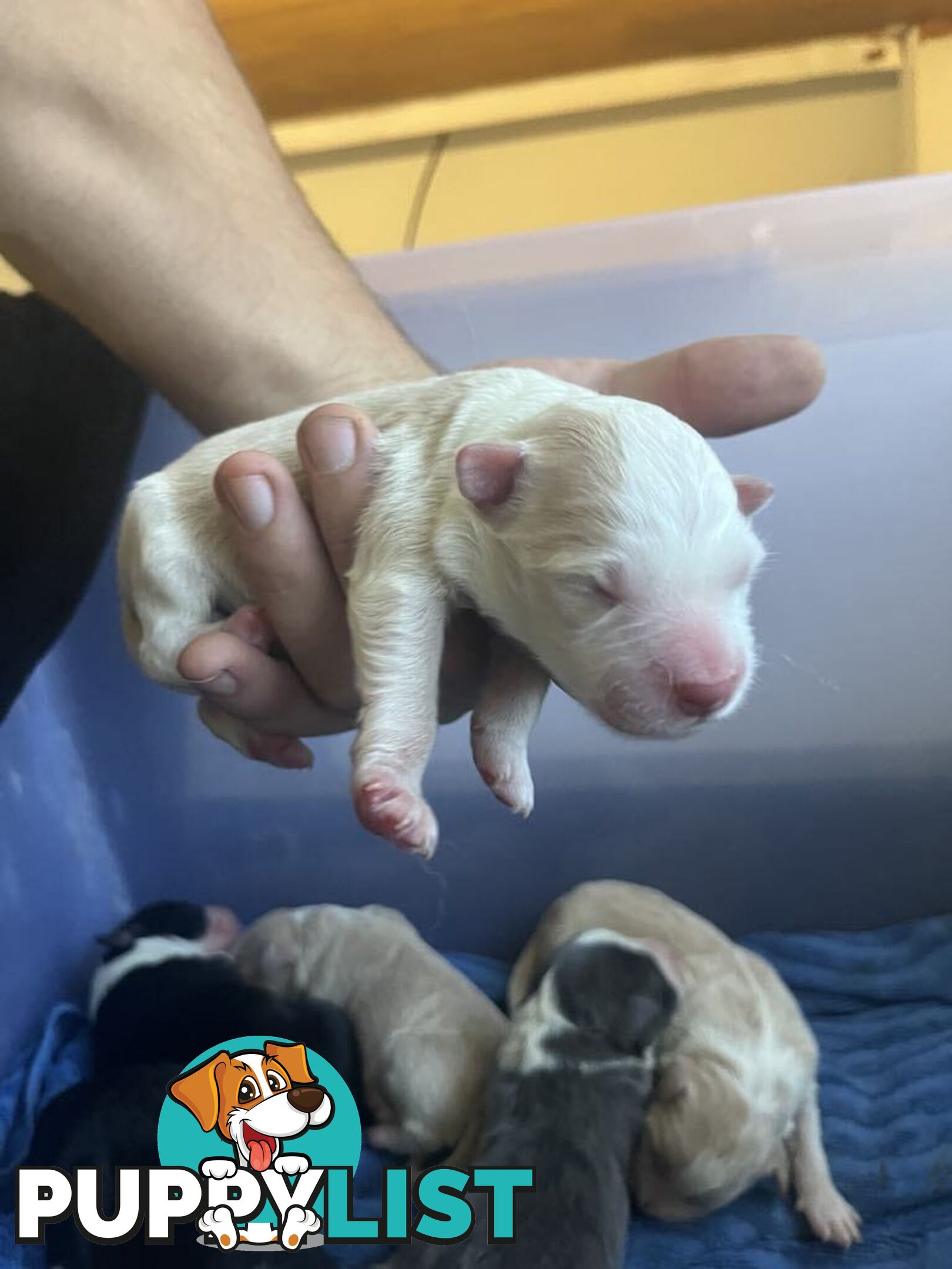 Purebred Bordercollie Puppies