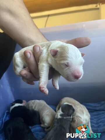 Purebred Bordercollie Puppies