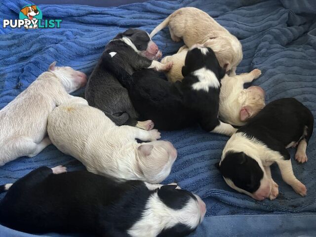 Purebred Bordercollie Puppies