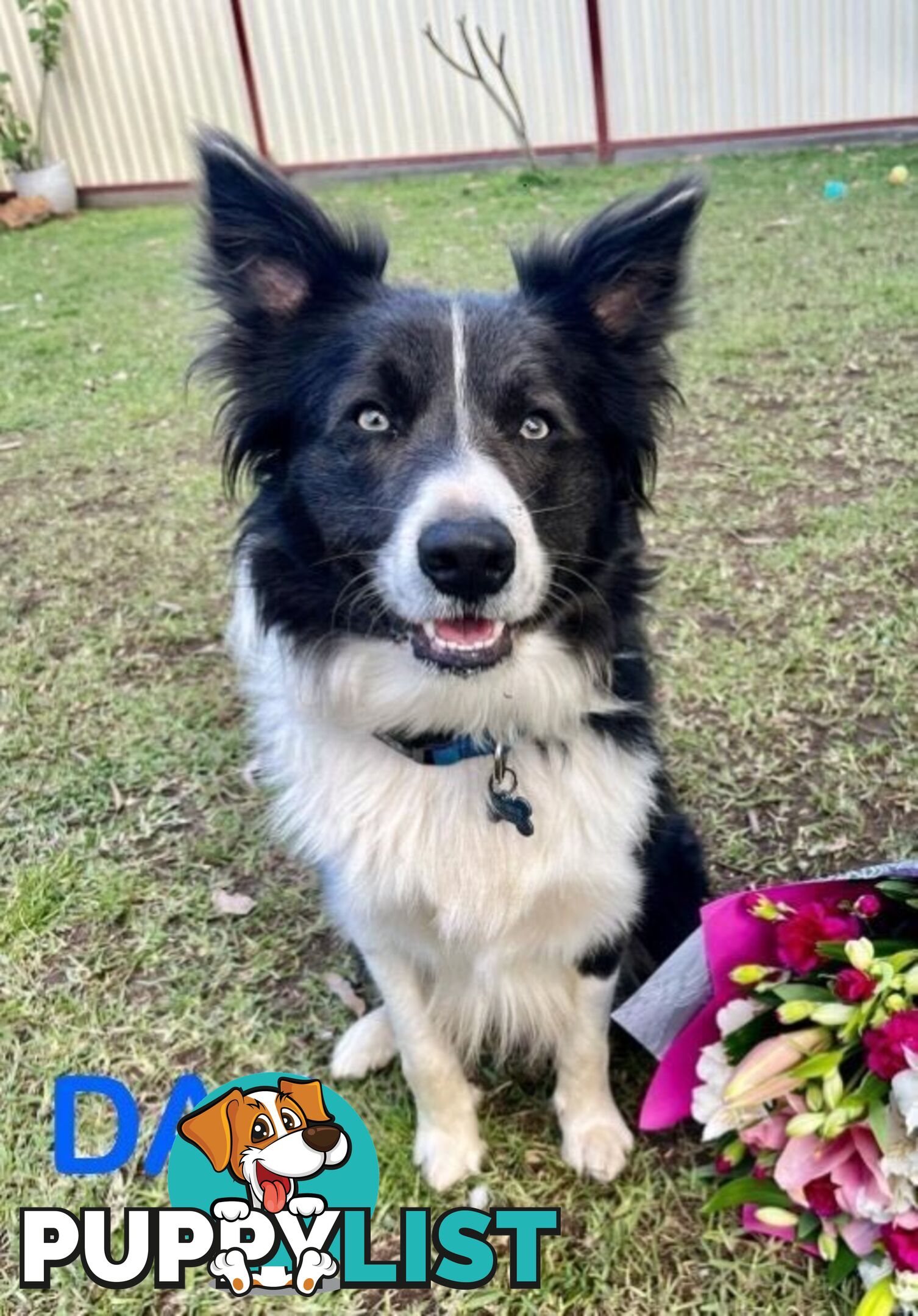 Purebred Bordercollie Puppies