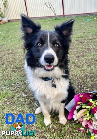 Purebred Bordercollie Puppies