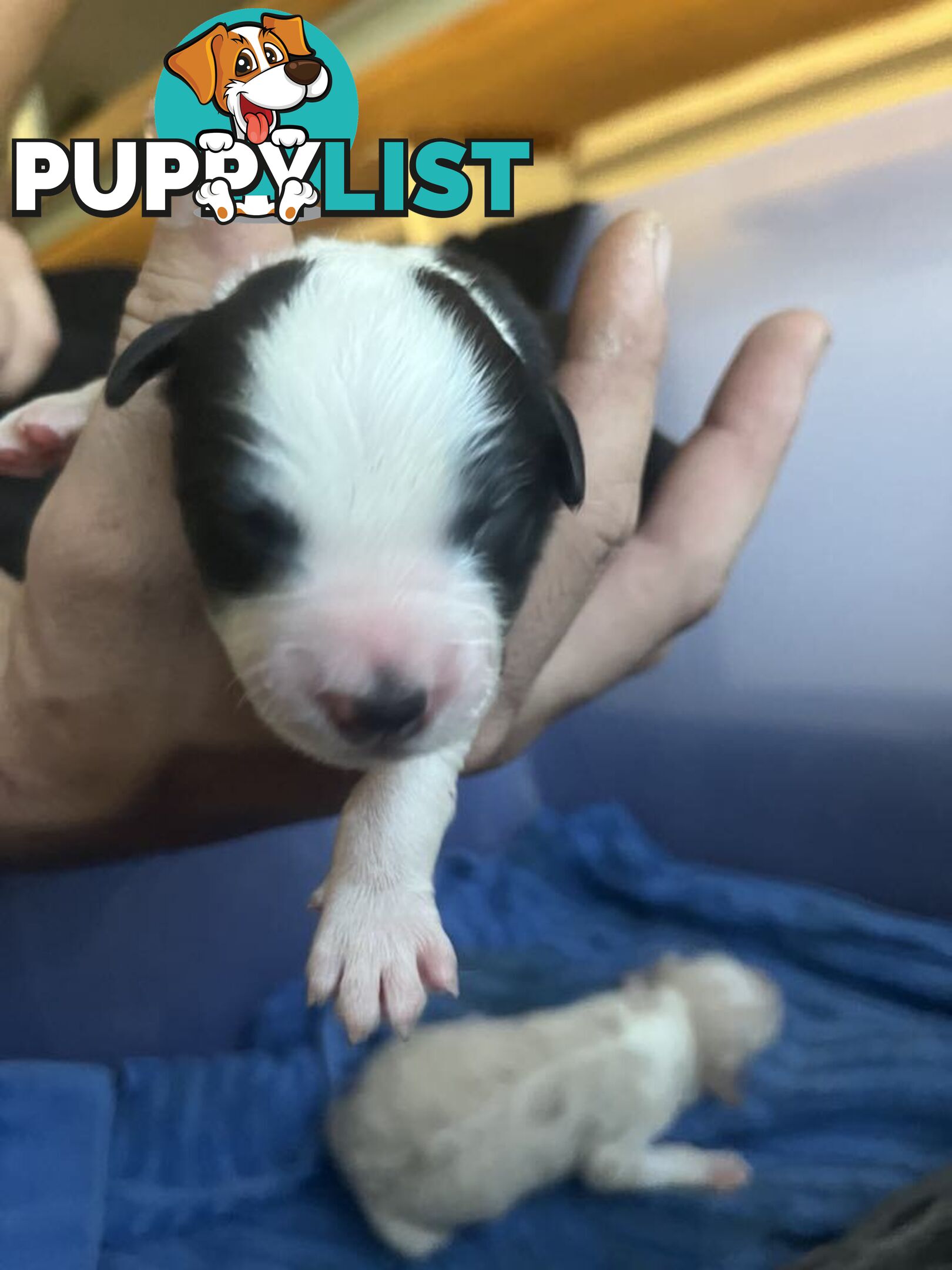 Purebred Bordercollie Puppies