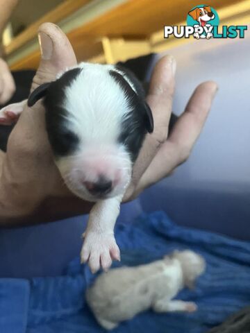 Purebred Bordercollie Puppies