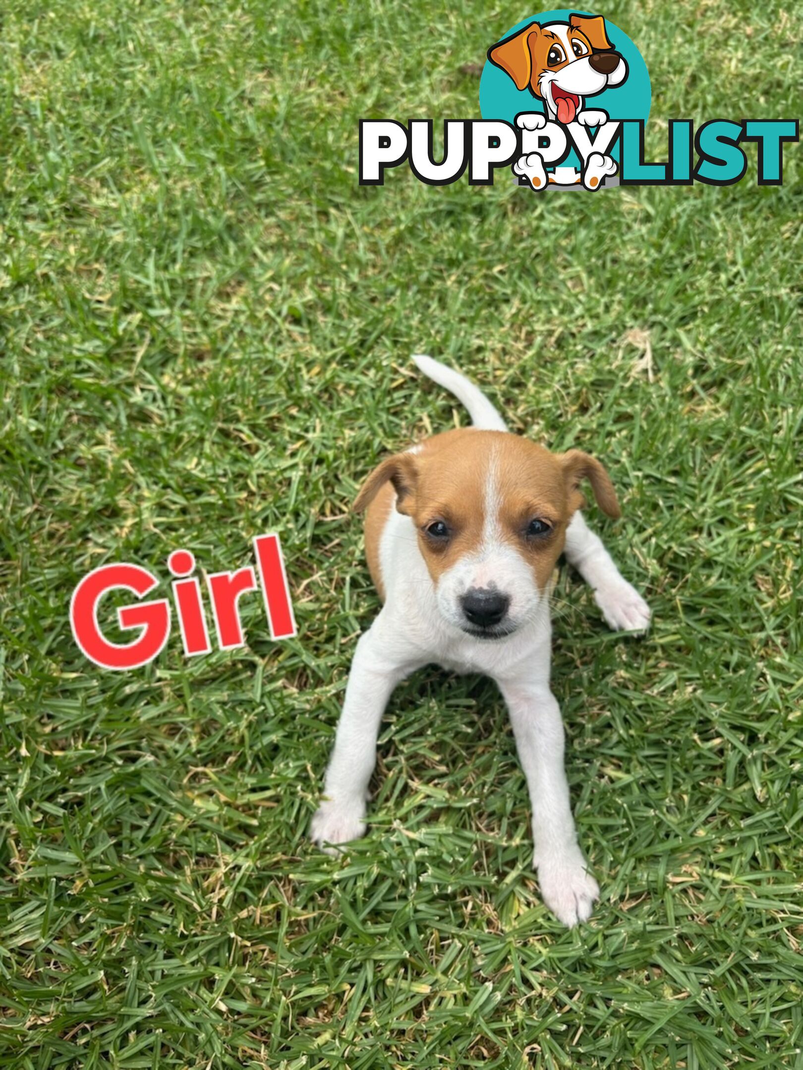 Jack Russell/ Foxie Puppies