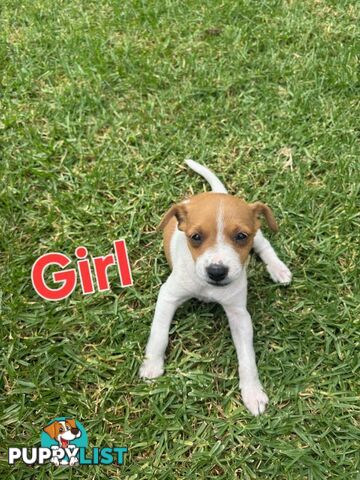 Jack Russell/ Foxie Puppies