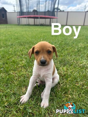 Jack Russell/ Foxie Puppies