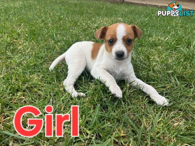 Jack Russell/ Foxie Puppies