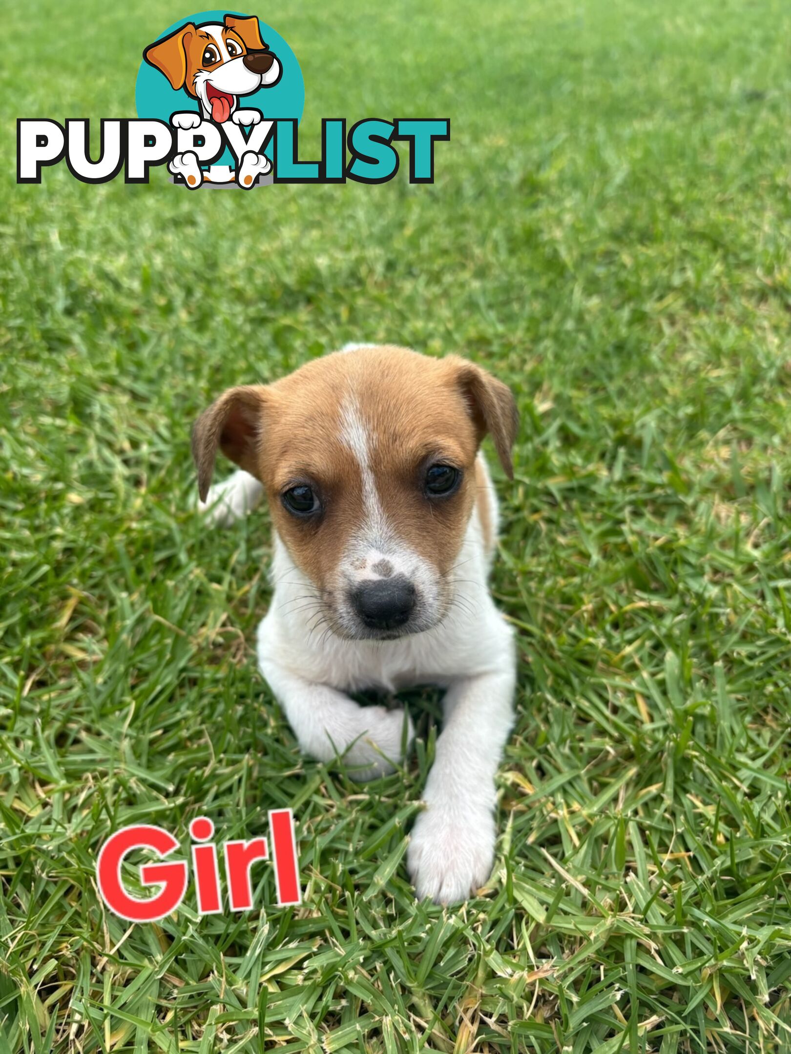 Jack Russell/ Foxie Puppies