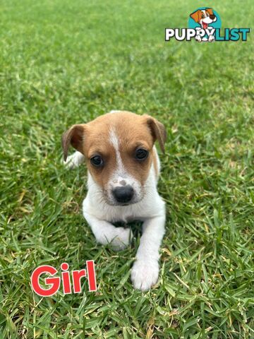 Jack Russell/ Foxie Puppies