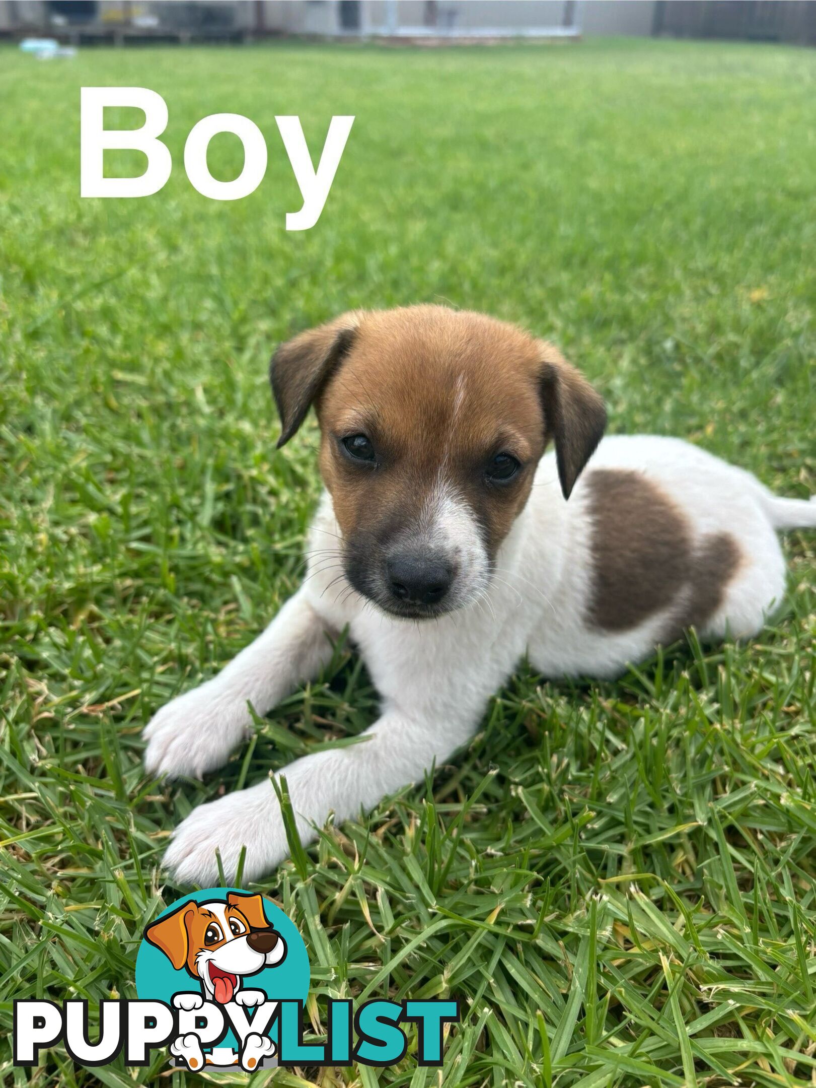 Jack Russell/ Foxie Puppies