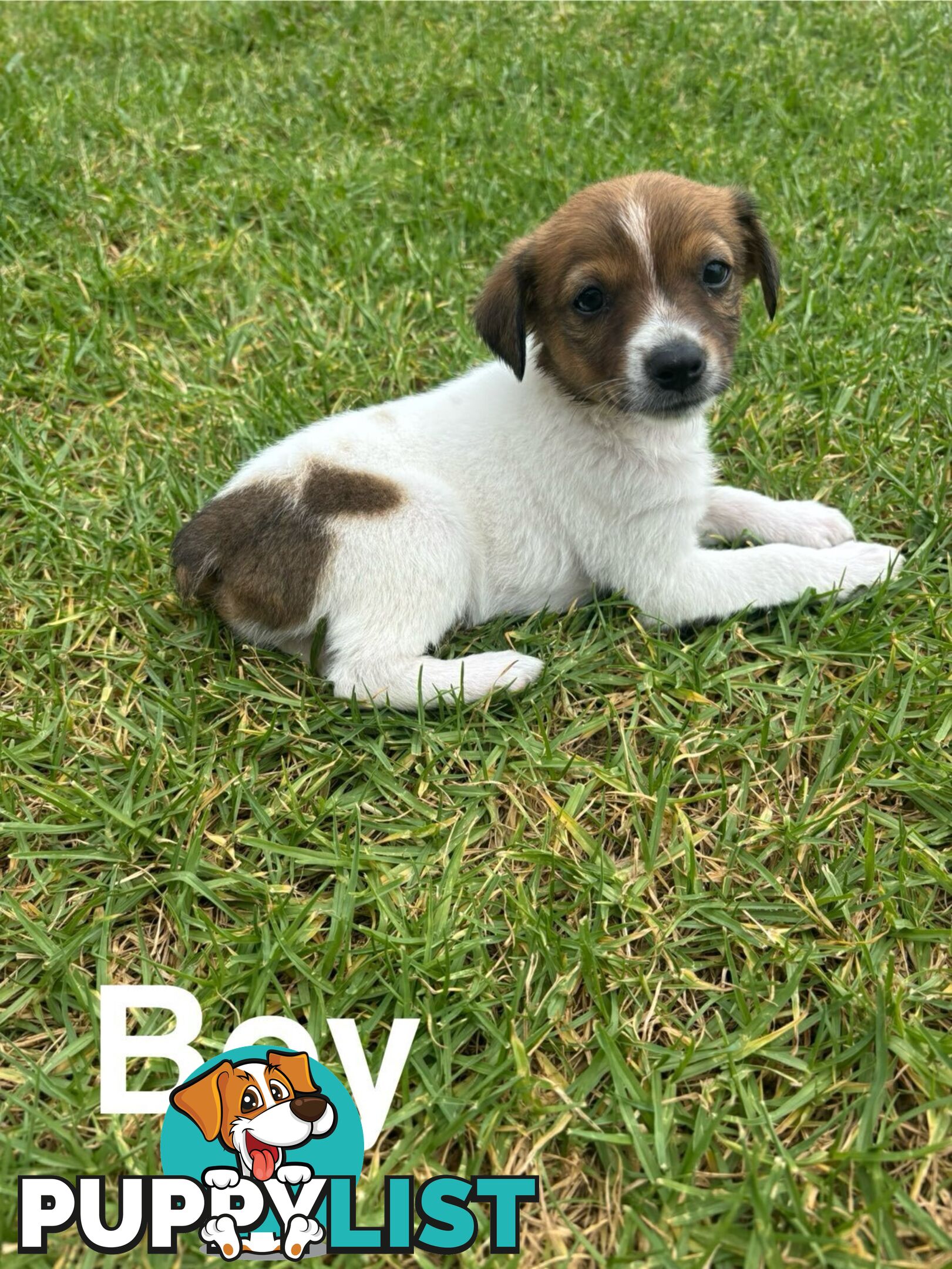 Jack Russell/ Foxie Puppies