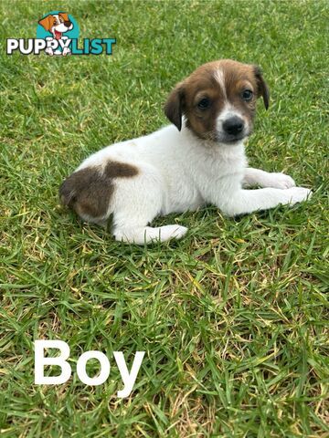 Jack Russell/ Foxie Puppies