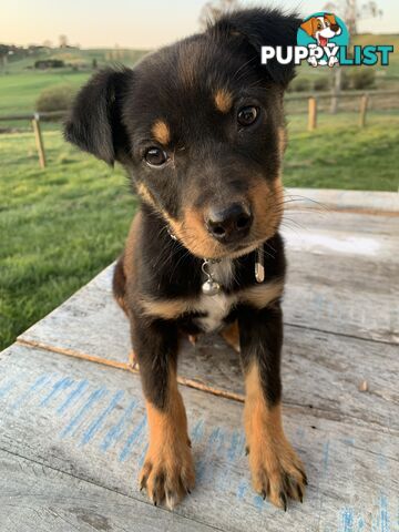 Kelpie pups