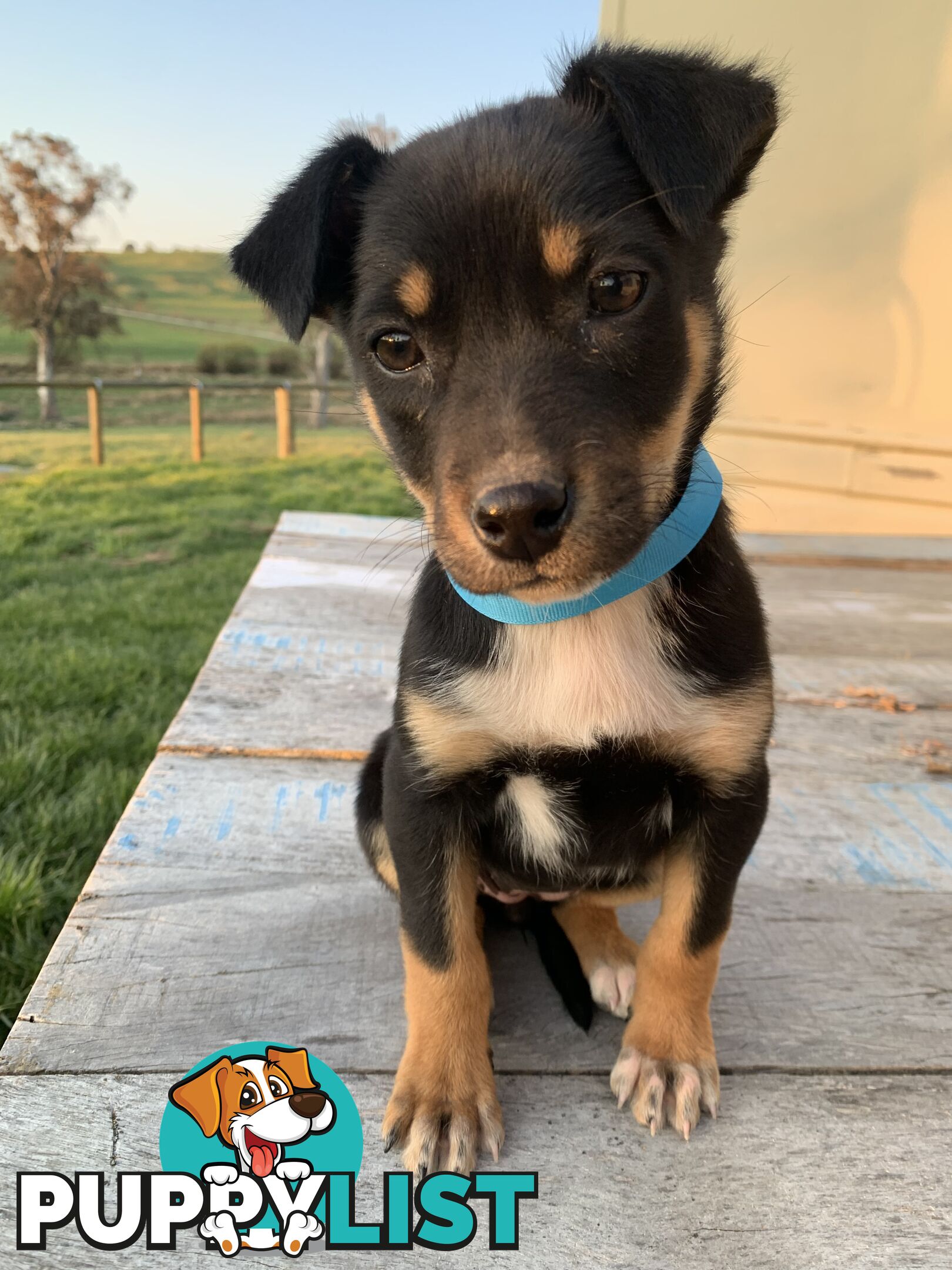 Kelpie pups