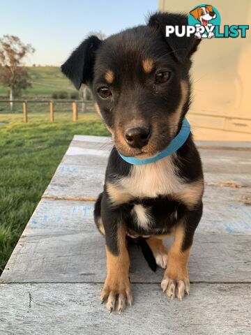 Kelpie pups