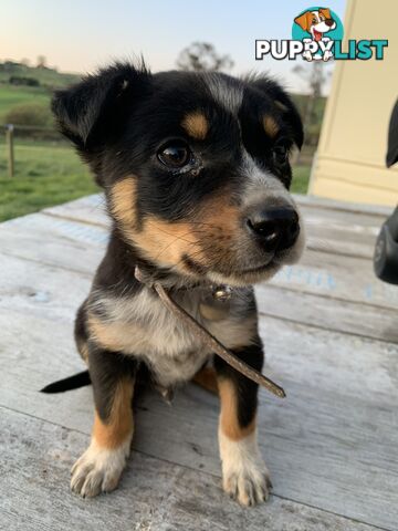 Kelpie pups