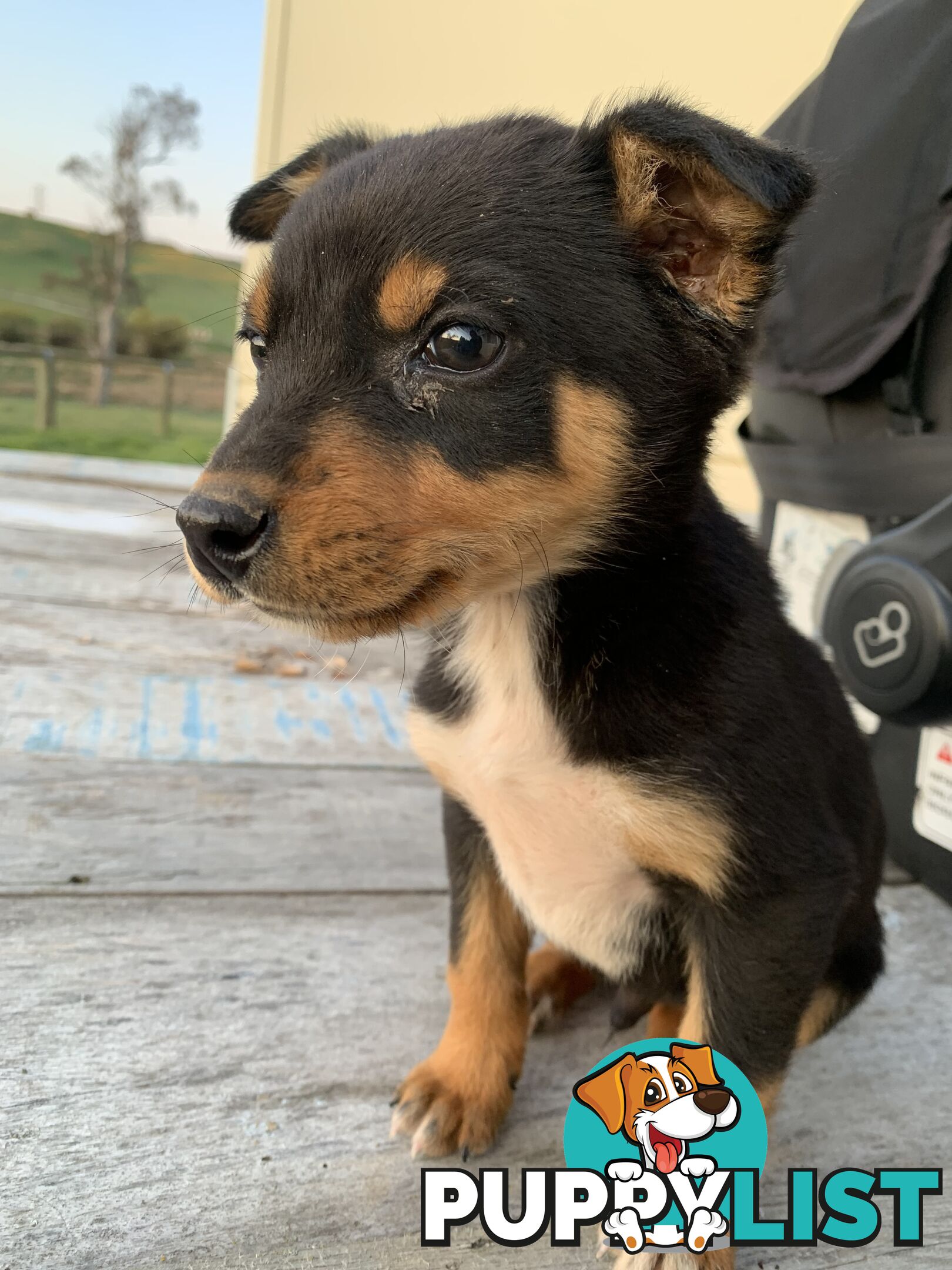 Kelpie pups