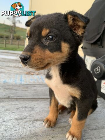 Kelpie pups