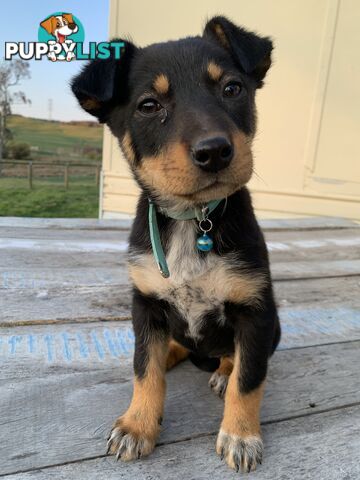 Kelpie pups