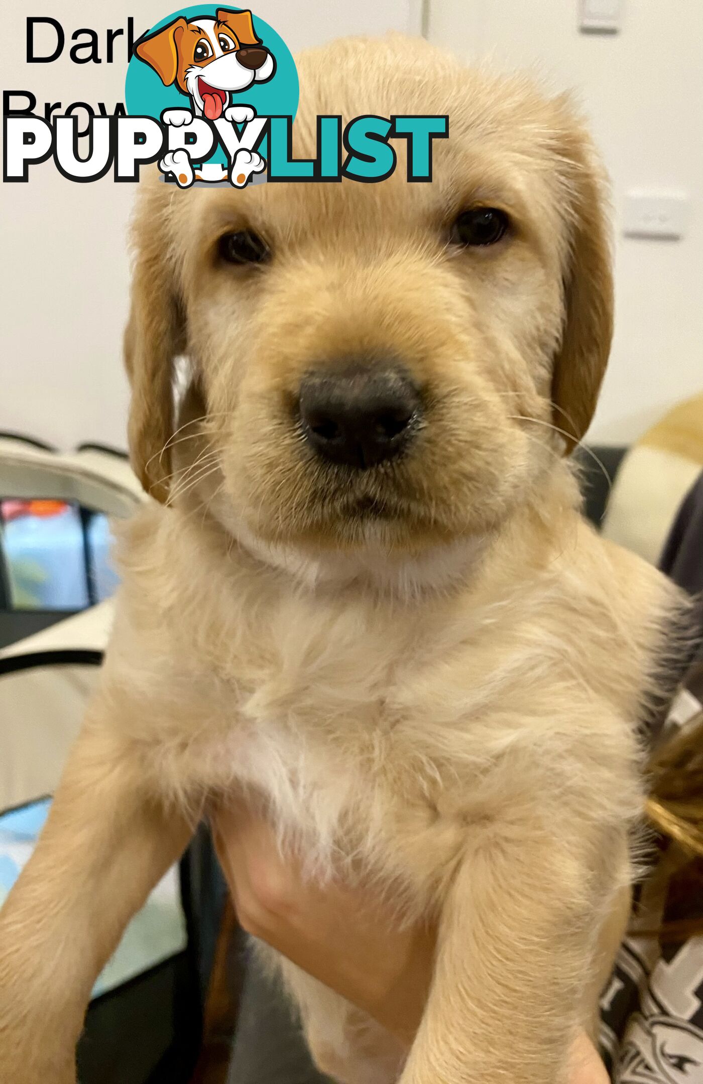 Pawfectly Adorable Lagroodle Pups For Sale