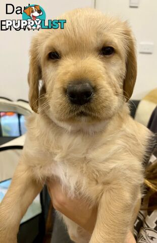 Pawfectly Adorable Lagroodle Pups For Sale