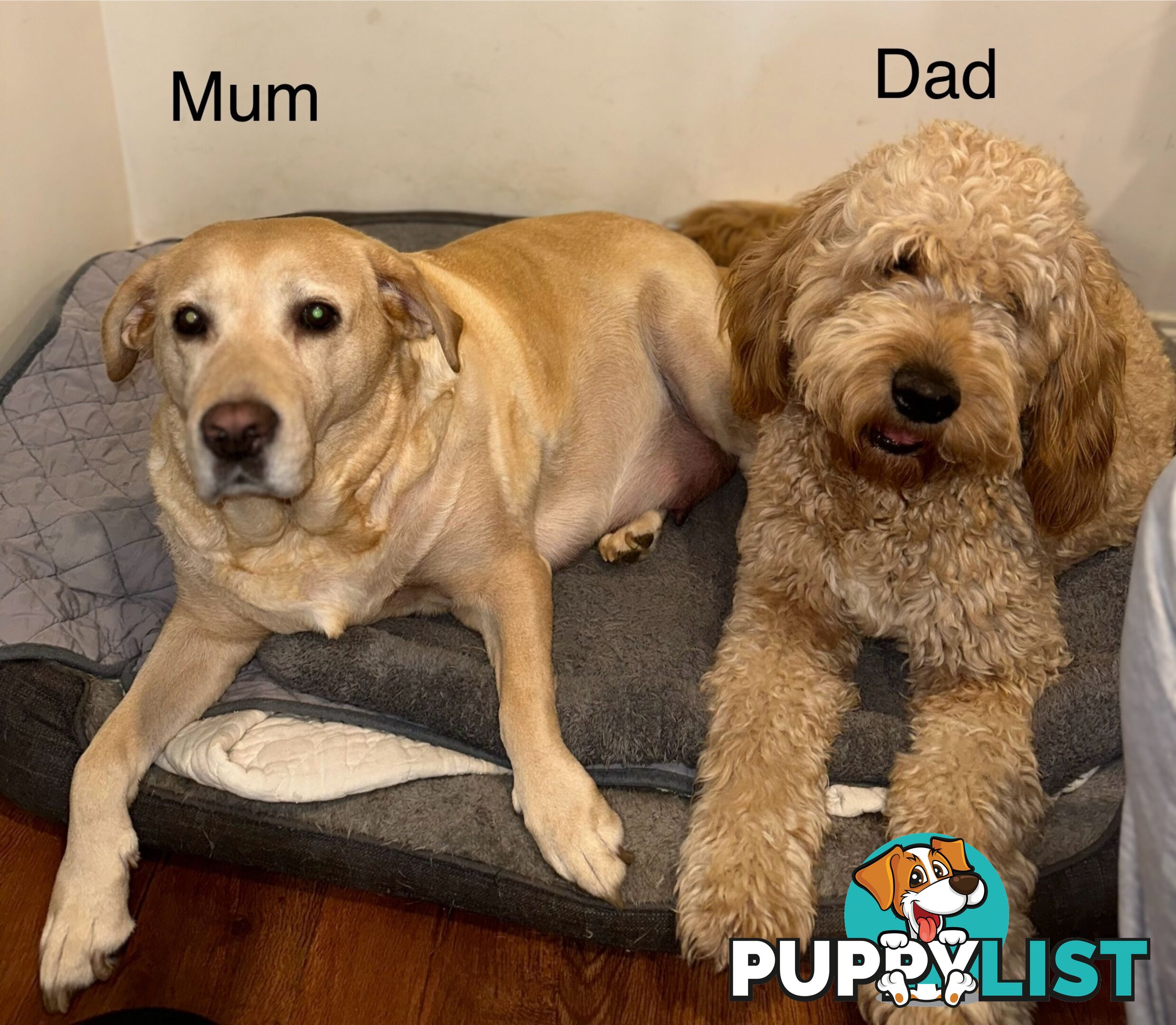 Pawfectly Adorable Lagroodle Pups For Sale