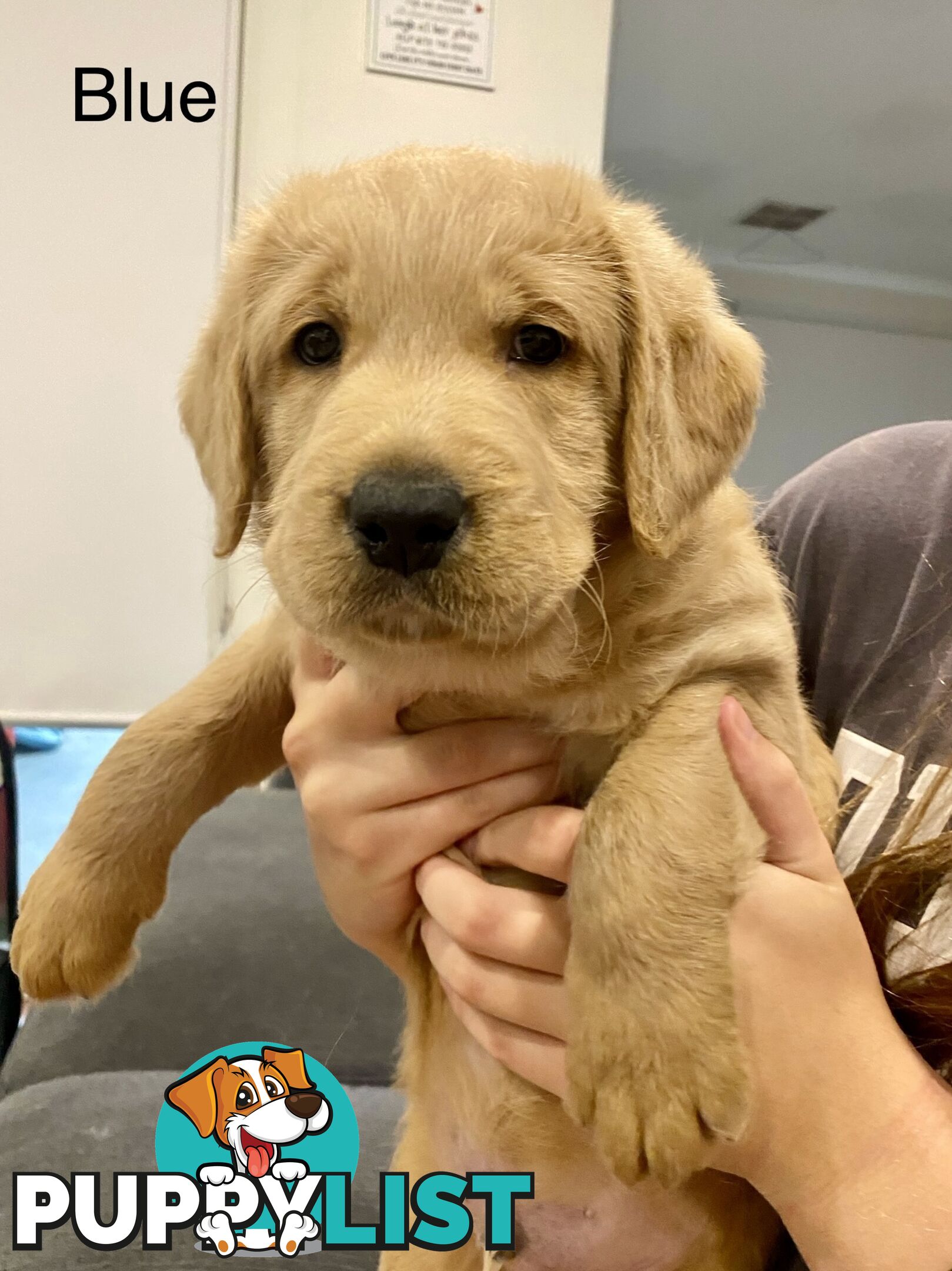 Pawfectly Adorable Lagroodle Pups For Sale