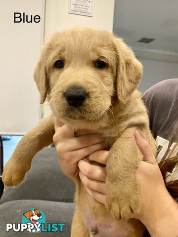 Pawfectly Adorable Lagroodle Pups For Sale