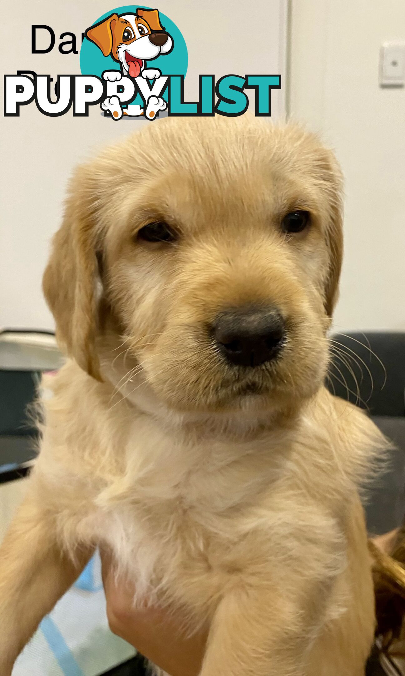 Pawfectly Adorable Lagroodle Pups For Sale