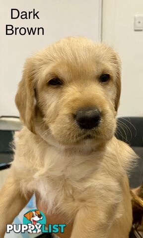 Pawfectly Adorable Lagroodle Pups For Sale