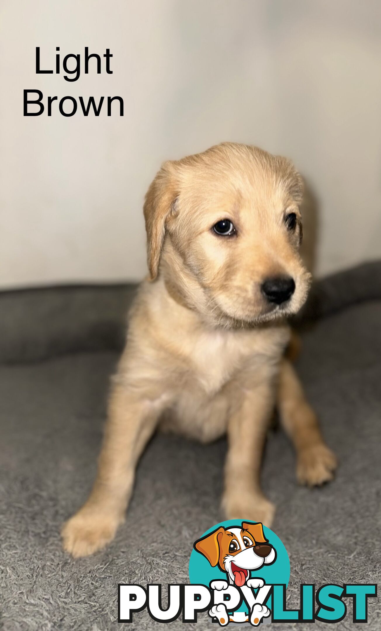 Pawfectly Adorable Lagroodle Pups For Sale