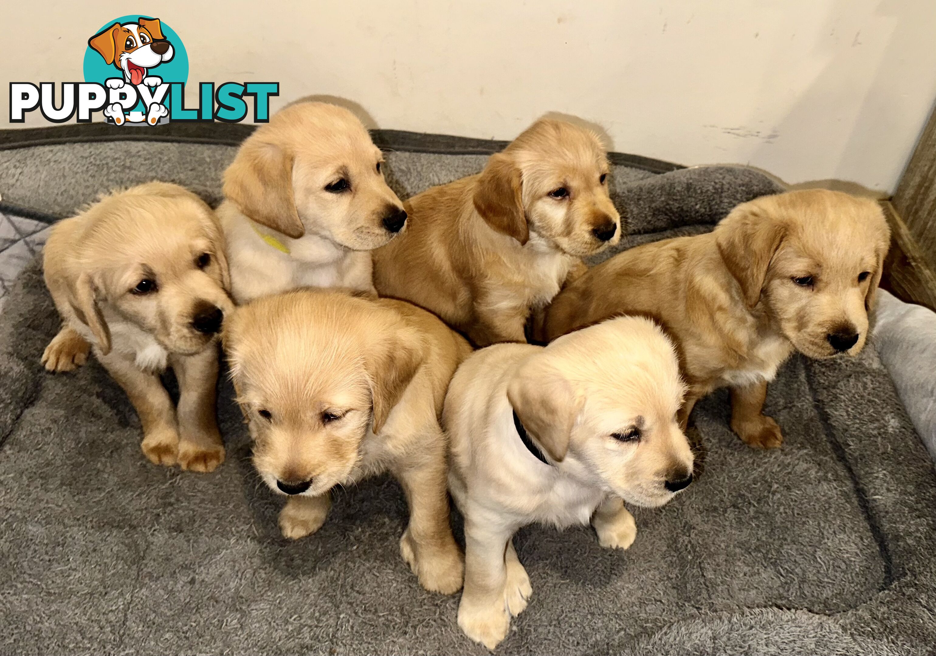 Pawfectly Adorable Lagroodle Pups For Sale