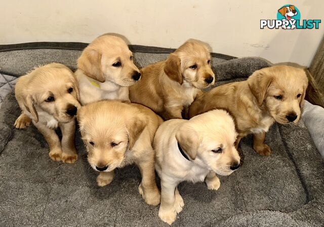 Pawfectly Adorable Lagroodle Pups For Sale