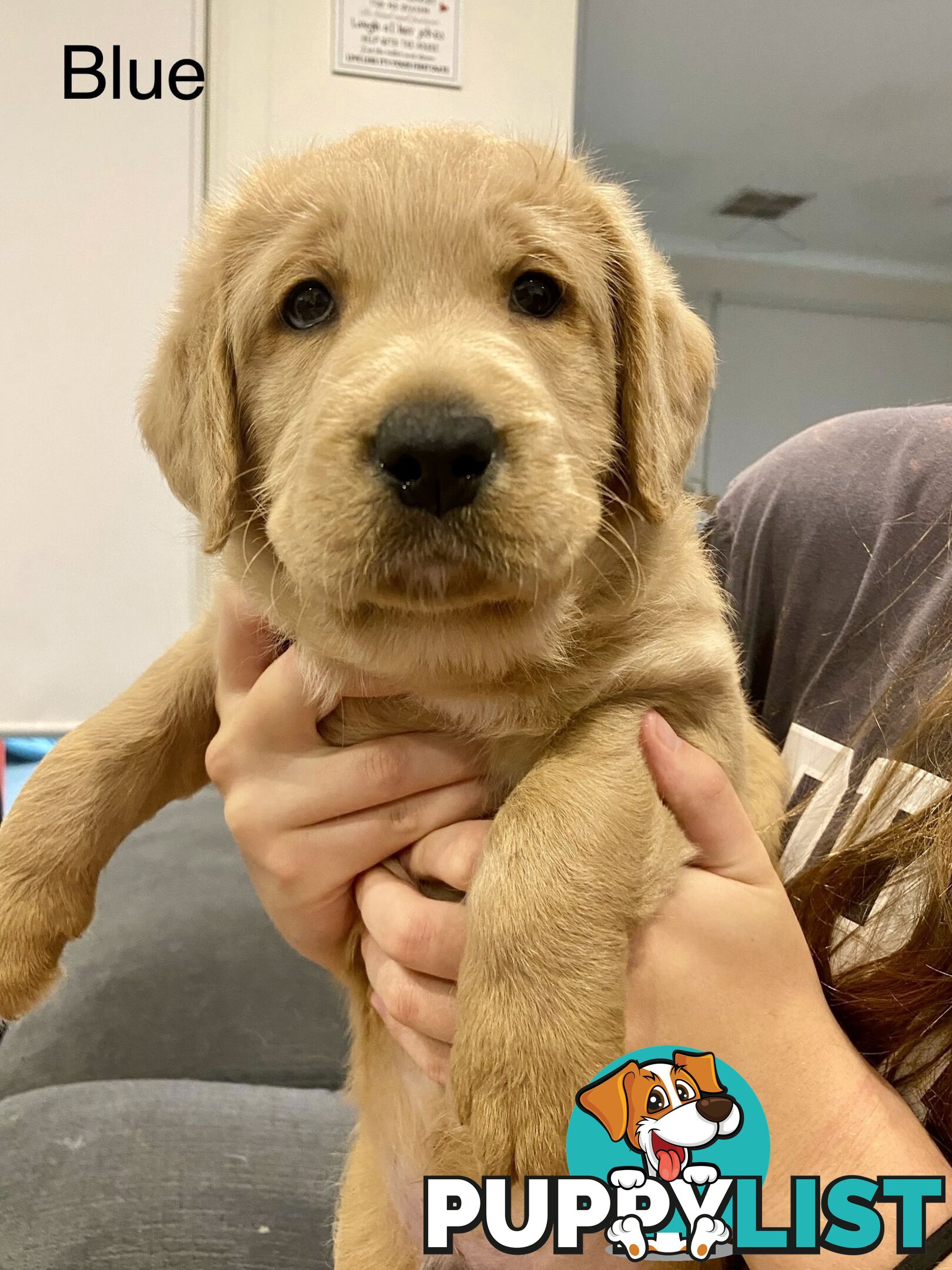 Pawfectly Adorable Lagroodle Pups For Sale