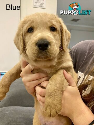Pawfectly Adorable Lagroodle Pups For Sale