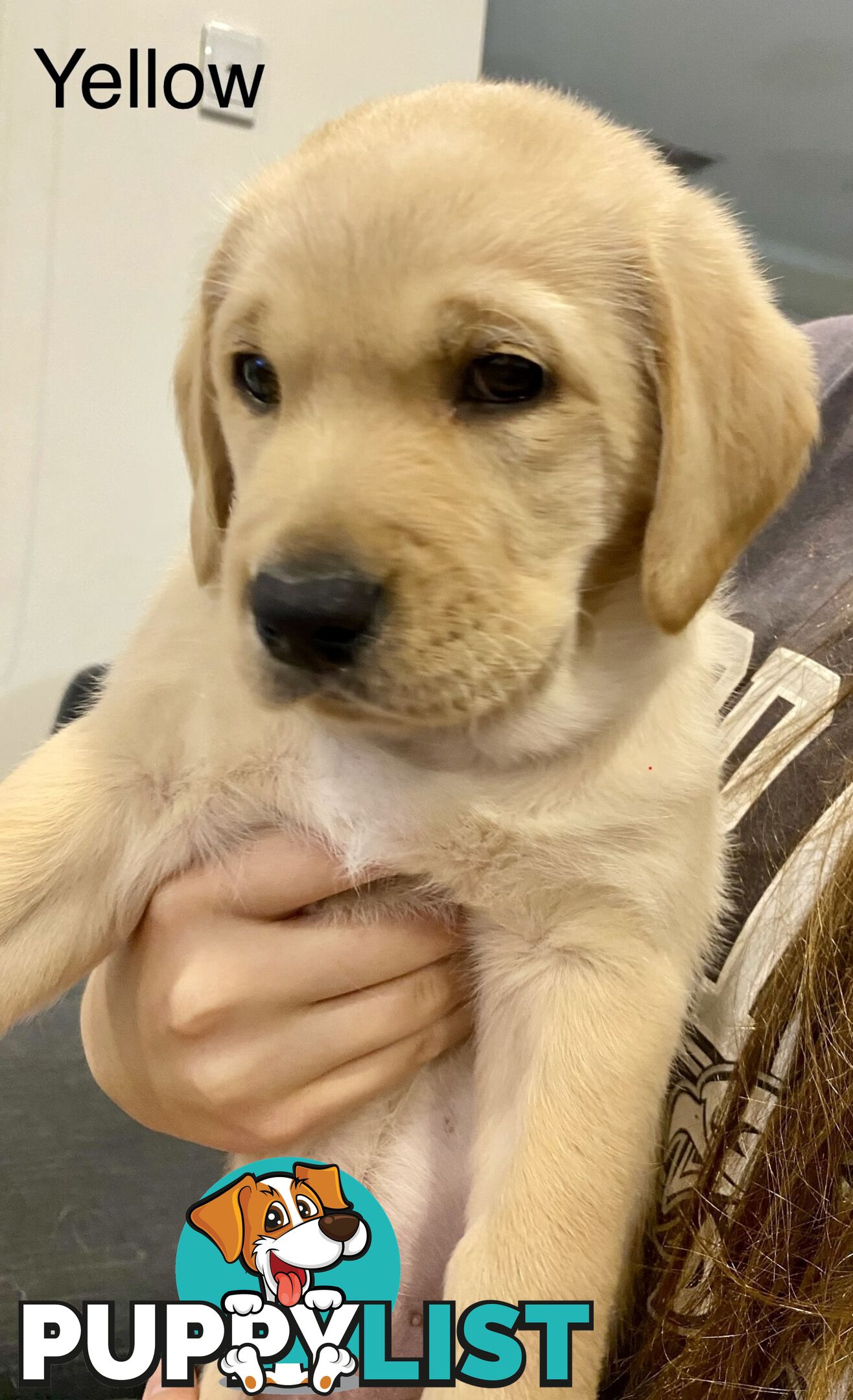 Pawfectly Adorable Lagroodle Pups For Sale
