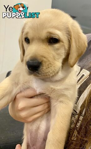 Pawfectly Adorable Lagroodle Pups For Sale
