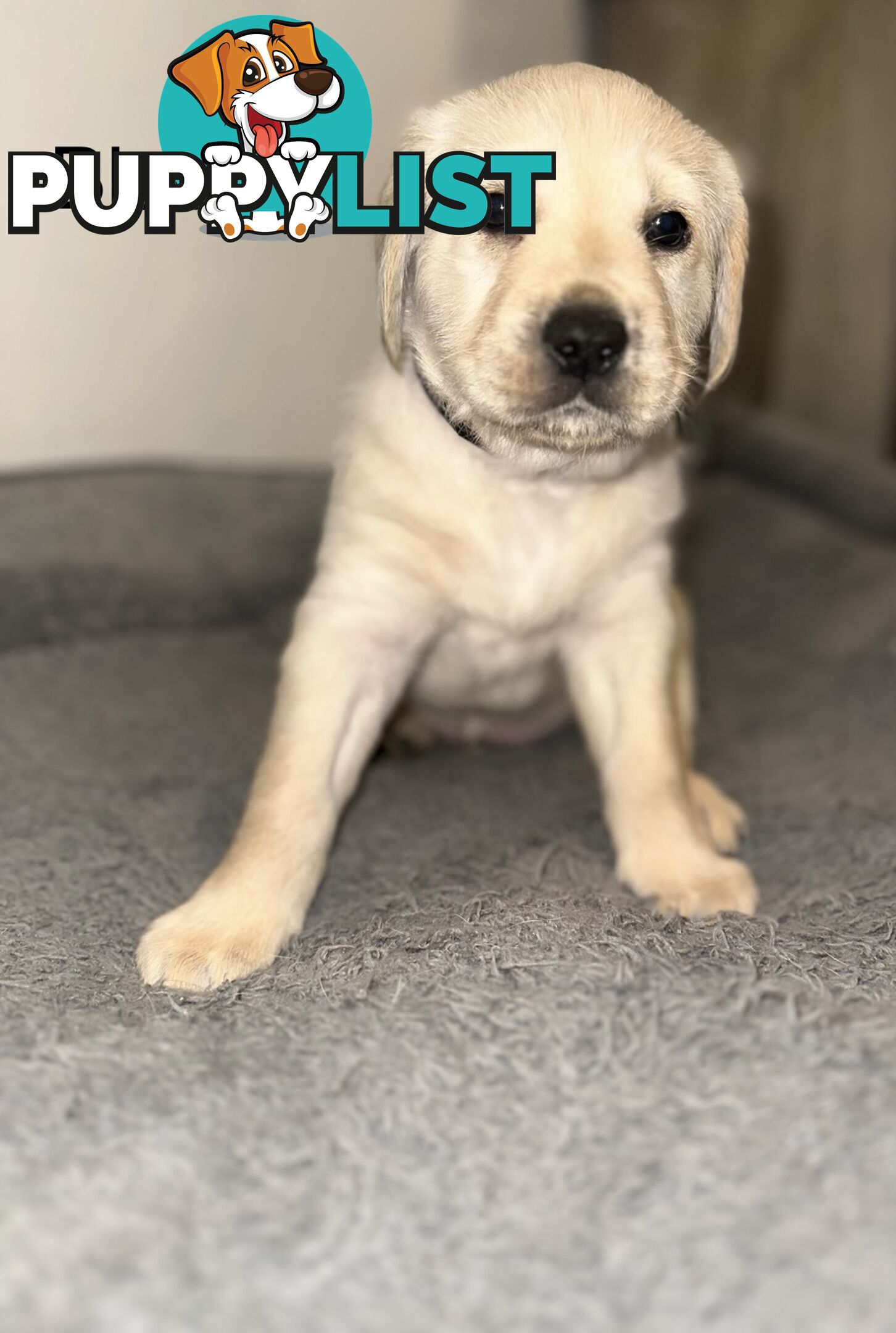 Pawfectly Adorable Lagroodle Pups For Sale