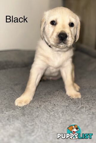 Pawfectly Adorable Lagroodle Pups For Sale