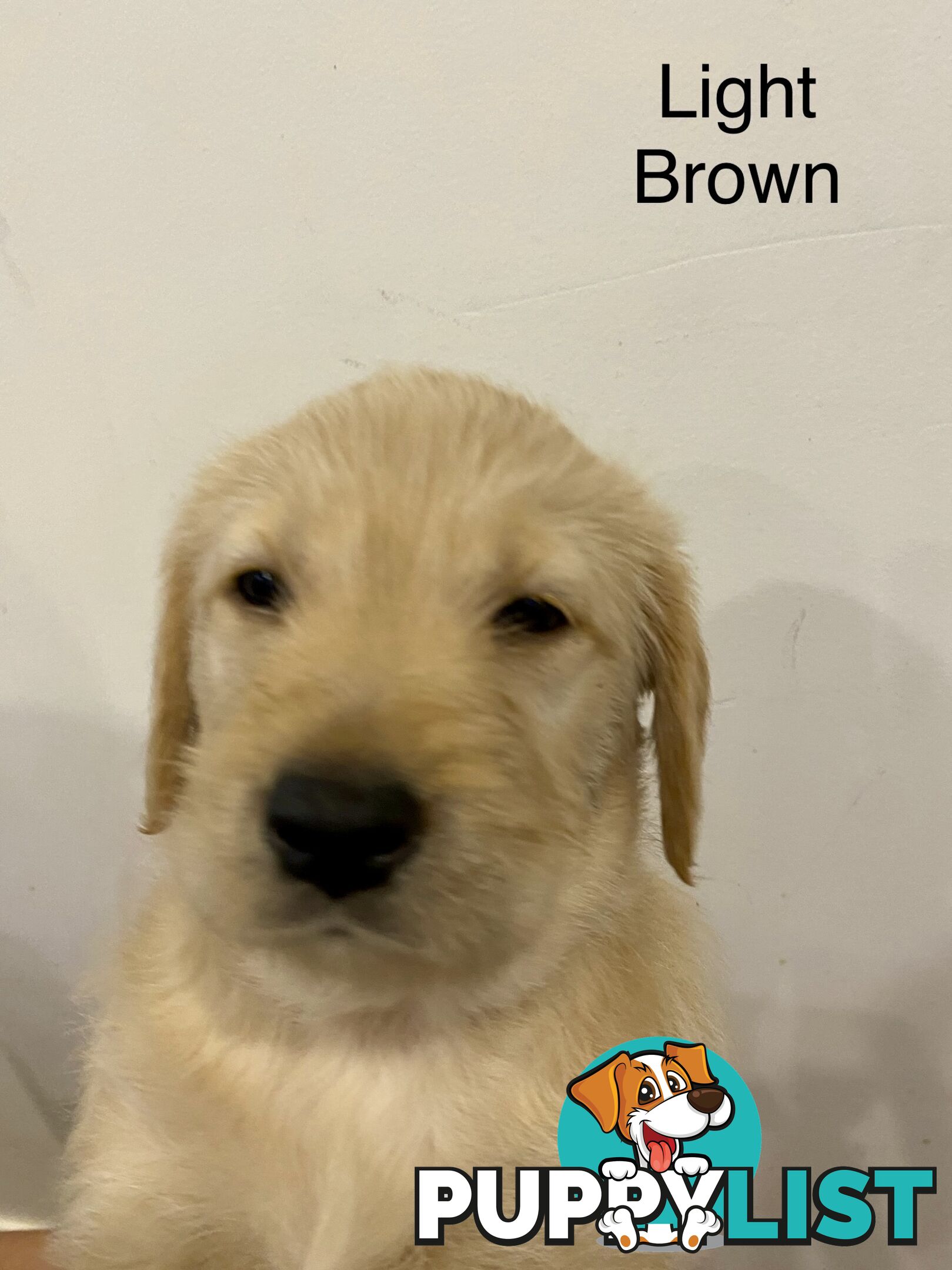 Pawfectly Adorable Lagroodle Pups For Sale