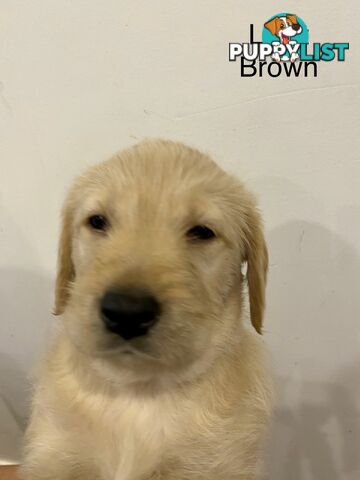 Pawfectly Adorable Lagroodle Pups For Sale