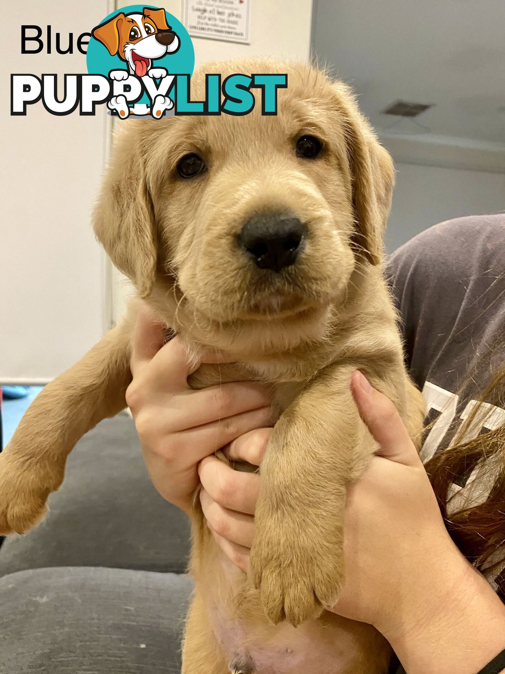 Pawfectly Adorable Lagroodle Pups For Sale