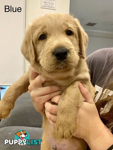 Pawfectly Adorable Lagroodle Pups For Sale