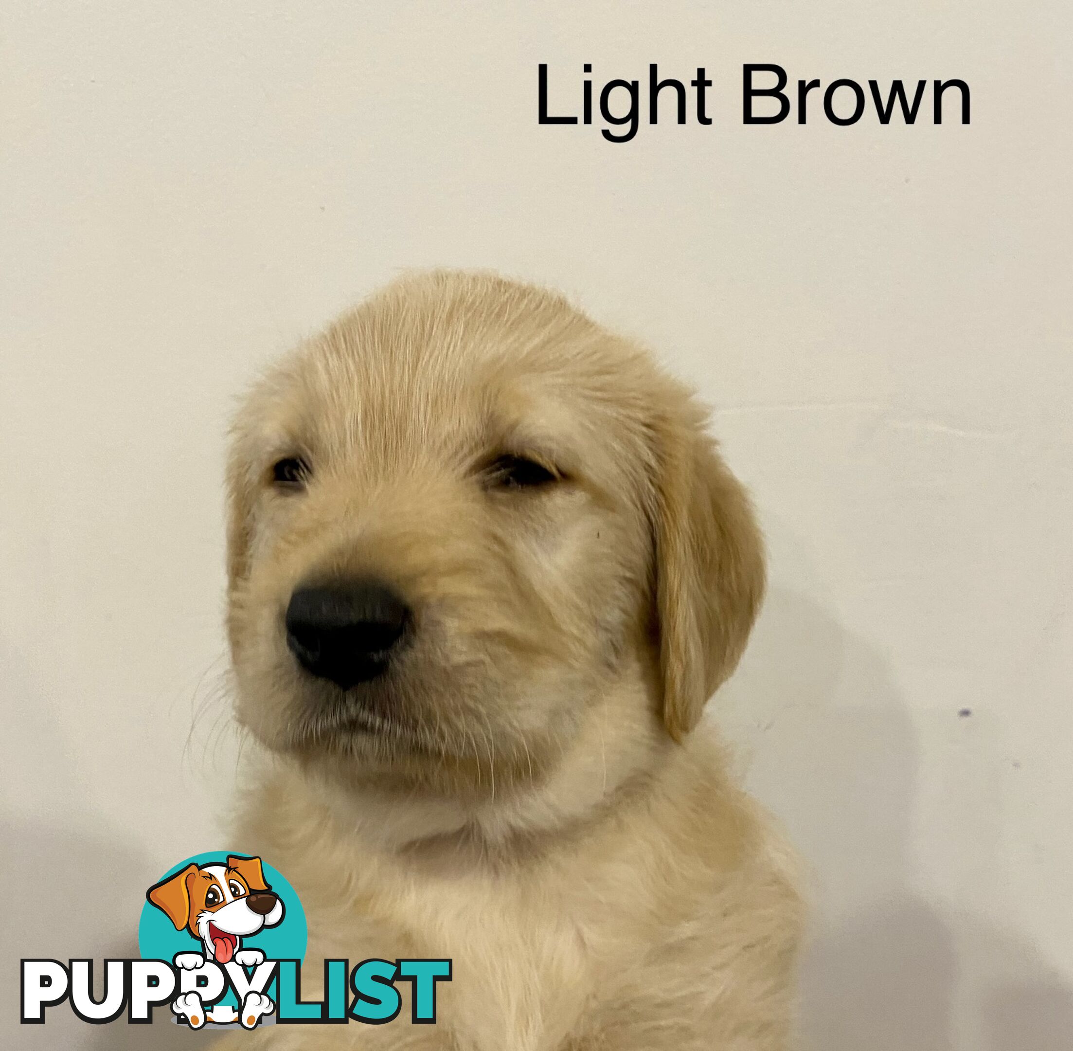 Pawfectly Adorable Lagroodle Pups For Sale
